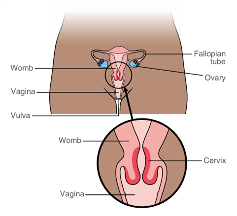 Womb