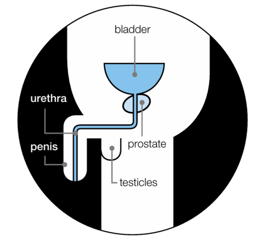 Diagram of prostate